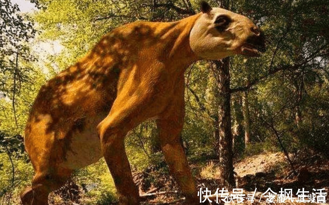 苏门羚$“驴头狼” 现身神农架,它已灭绝五十万年,再次出现有何警示