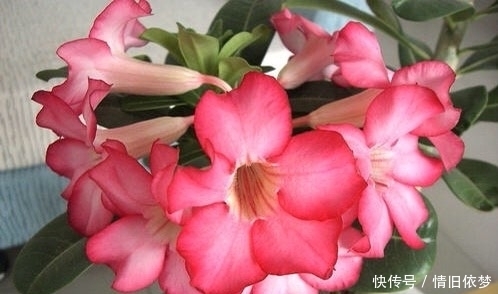 沙漠玫瑰|养沙漠玫瑰,有3个技巧,长成盆景,一盆能开100朵花