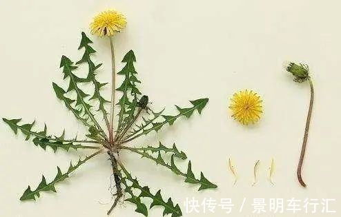 过敏体质|现在才知道，蒲公英不能随便泡水喝，三个问题要注意，别犯错！