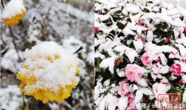 白茫茫|多图直击：2020湘西初雪已至 雪树玉砌 琉璃世界