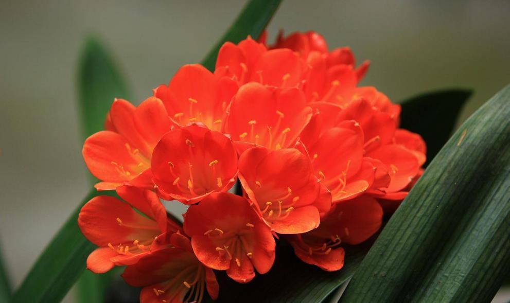 这3种花，不要修剪，否则不开花