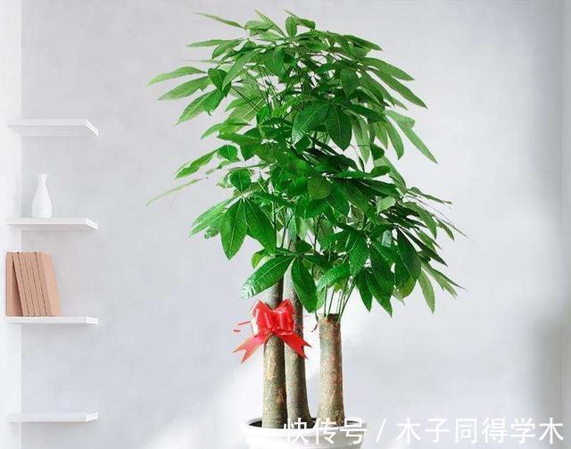 养花|新手养花“黑名单”,买了也养不活,谨慎买这些花