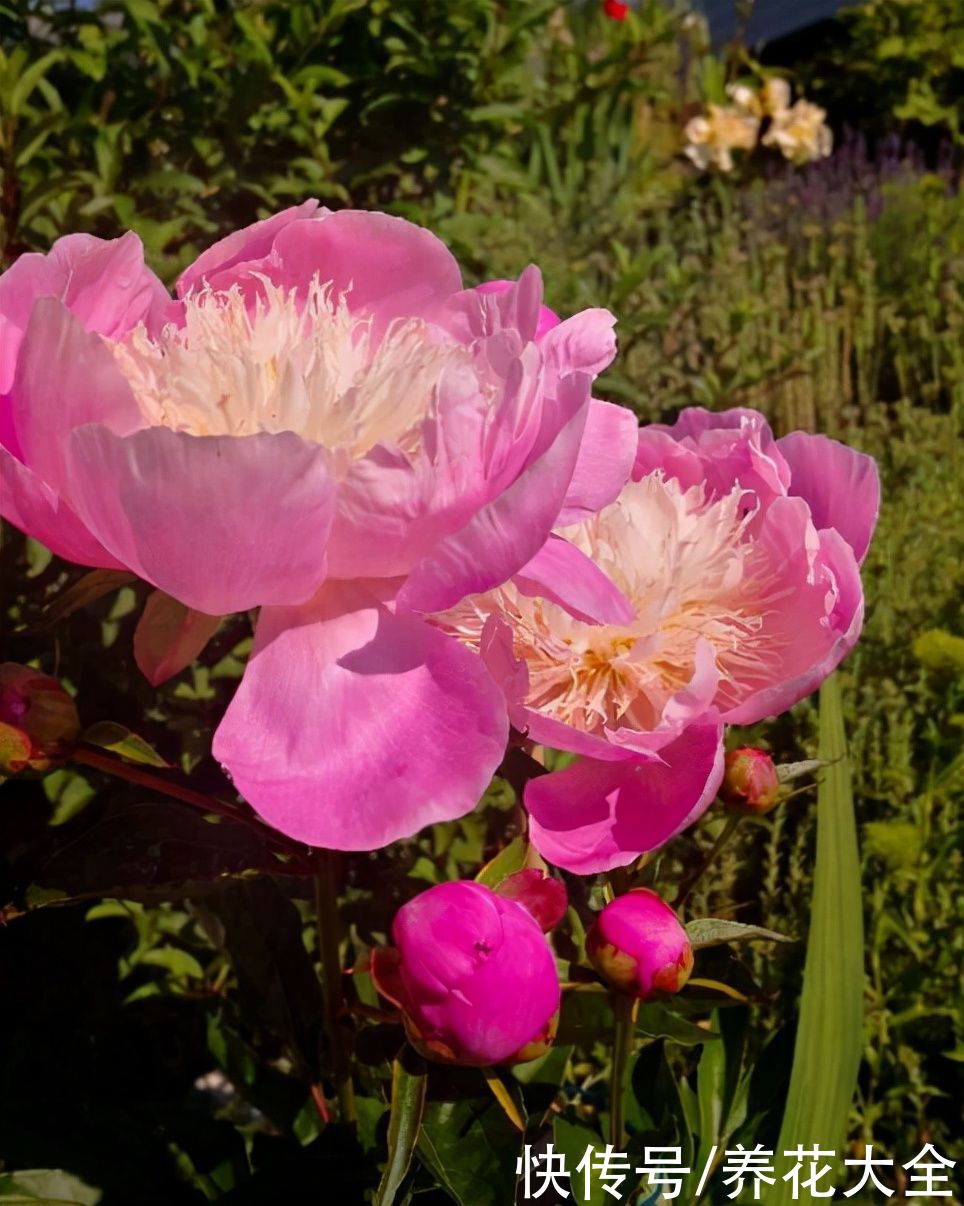 冬天|秋天种下3种花，冬天零下也不怕，明年春天花开满园