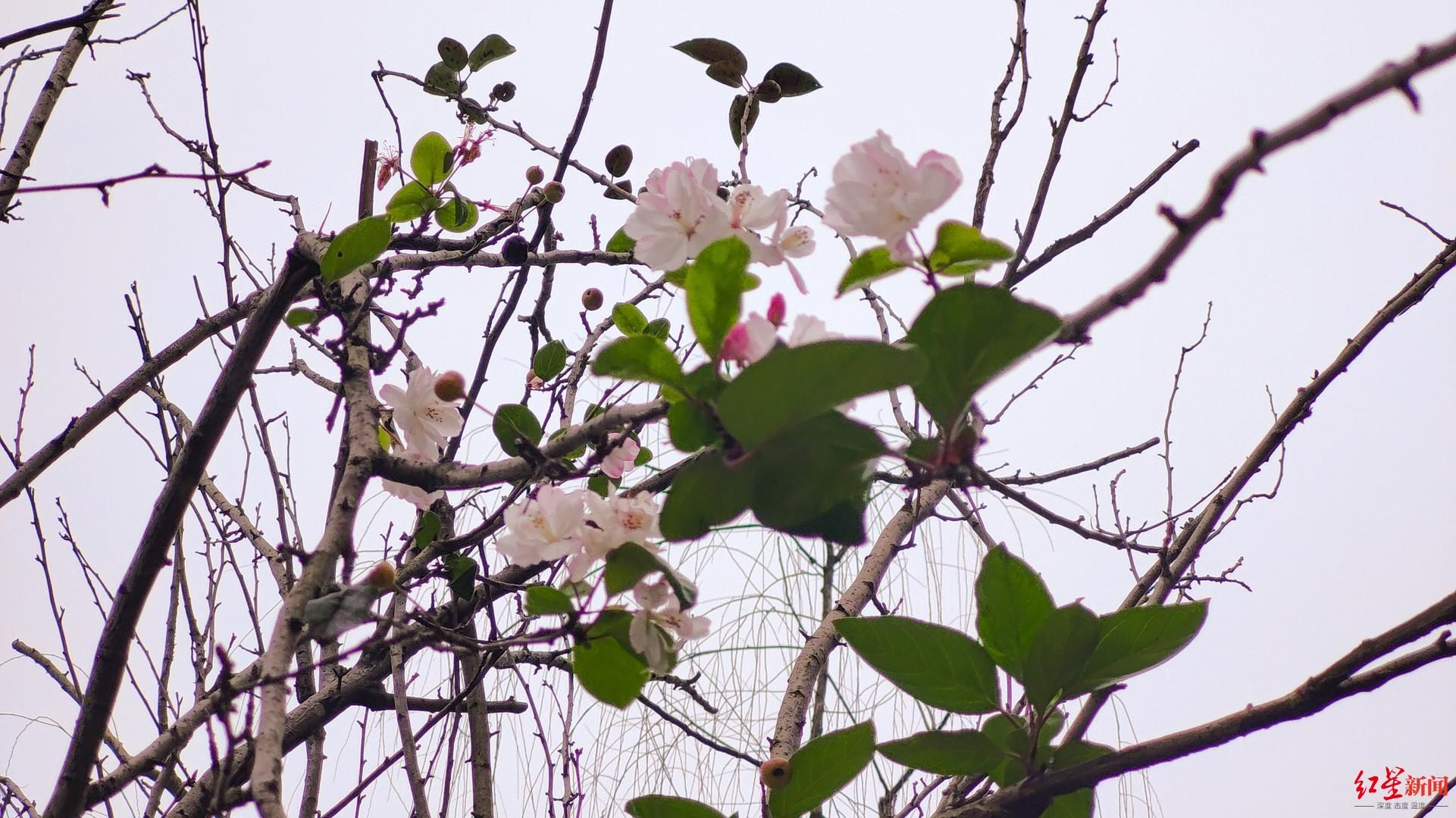 你没看错！春天的海棠花在秋天又开了 科普达人：不罕见，但会影响来年花量