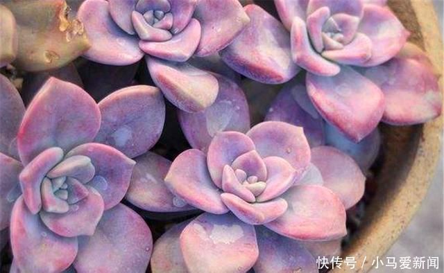 多肉中的潜力股,比吊兰好养,比玫瑰漂亮3招养成绚丽悬崖桩