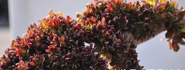 3种多肉,天热少浇水,养护成“老桩”,欣赏价值高