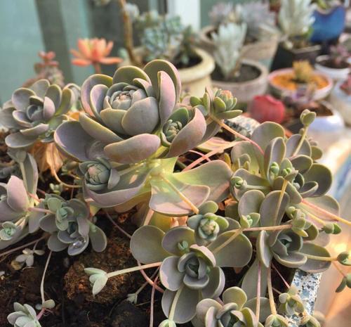 春天种下3种多肉,耐热好养易群生,35摄氏度照样生机勃勃