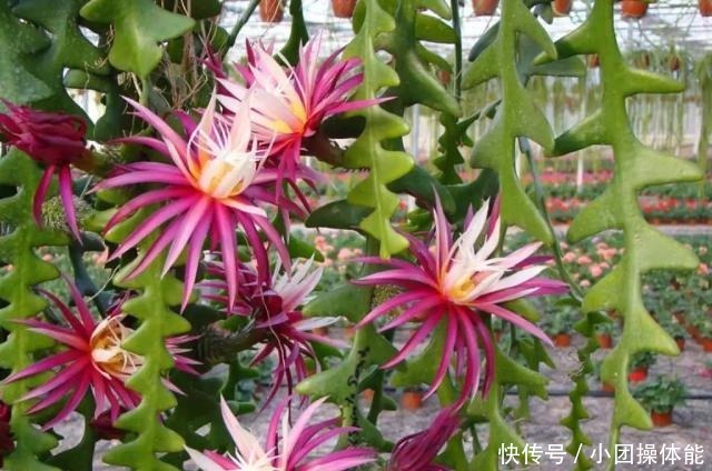 几种喜欢生长在半阴处的开花盆栽,养窗台边就很容易孕育花朵!