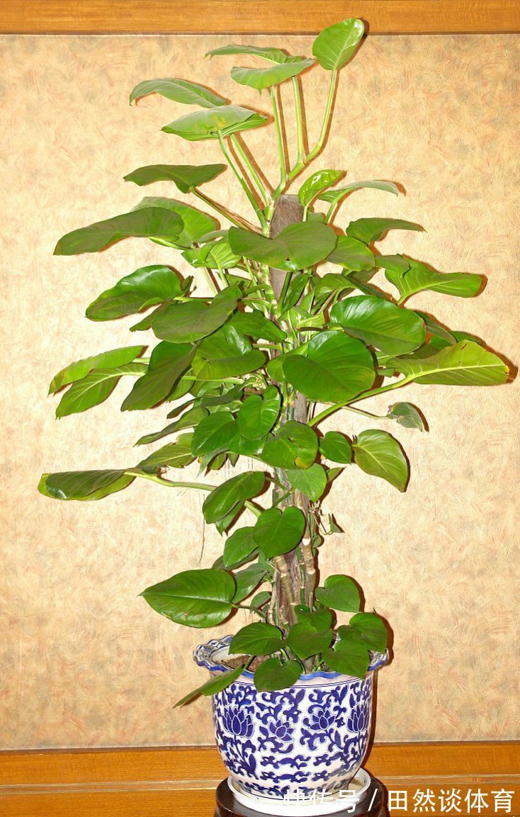 龟背竹|客厅摆放的4种绿植,不仅四季常青,还高贵典雅,品位不俗