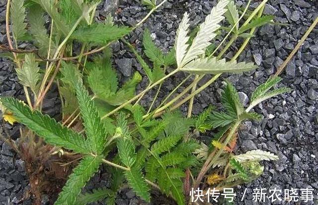 鸡腿|长在农村的“野草”，长得像“鸡腿”，生命力顽强，炒着吃味道好