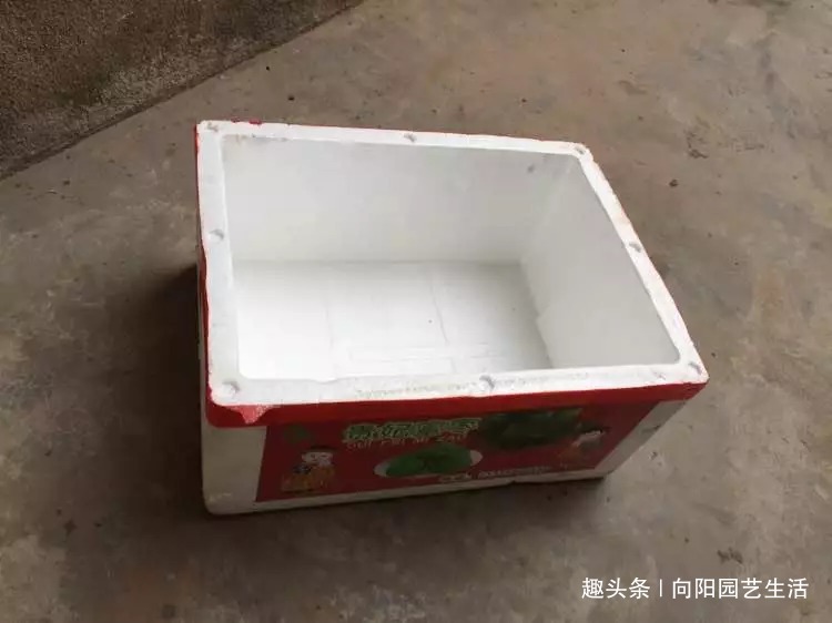 万能“养花盆”，扦插，养花，种菜，只要一个泡沫箱，一切都解决