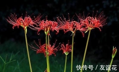 是真的吗|传说彼岸花是真的存在吗？彼岸花在冥界入口，又叫死人花！