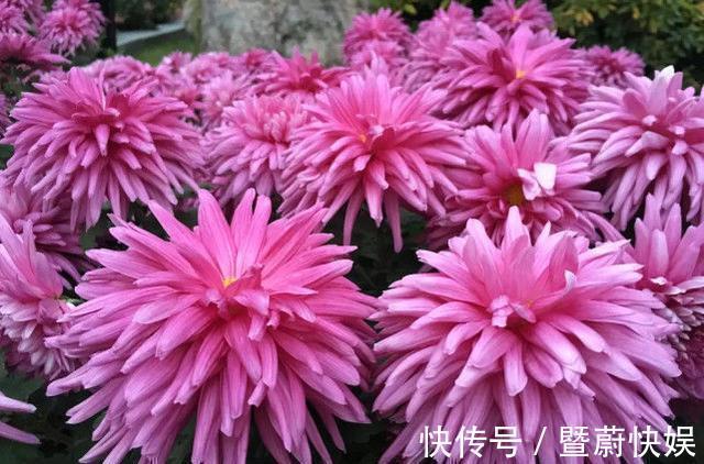 珍稀菊花|“珍稀菊花”胭脂红,花团锦簇,清新之美,堪称是养花必备