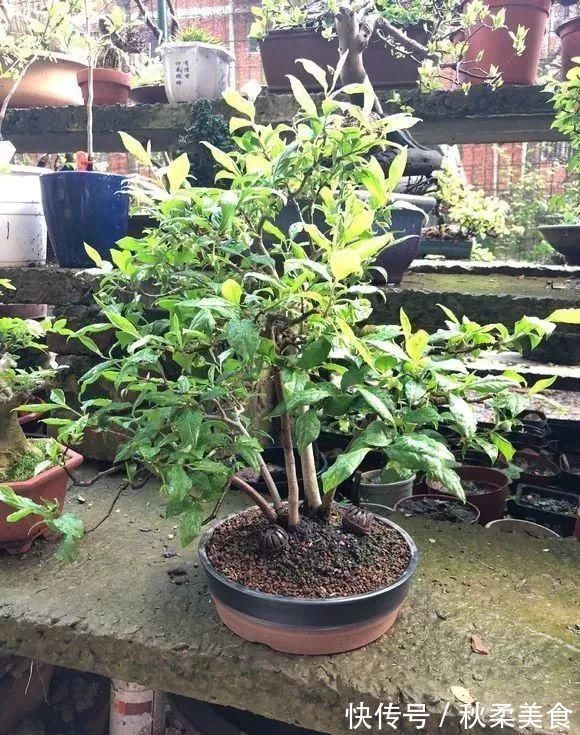 坏习惯|浇水有3个坏习惯,赶紧改,不然土壤板结像石块,花儿总烂根!