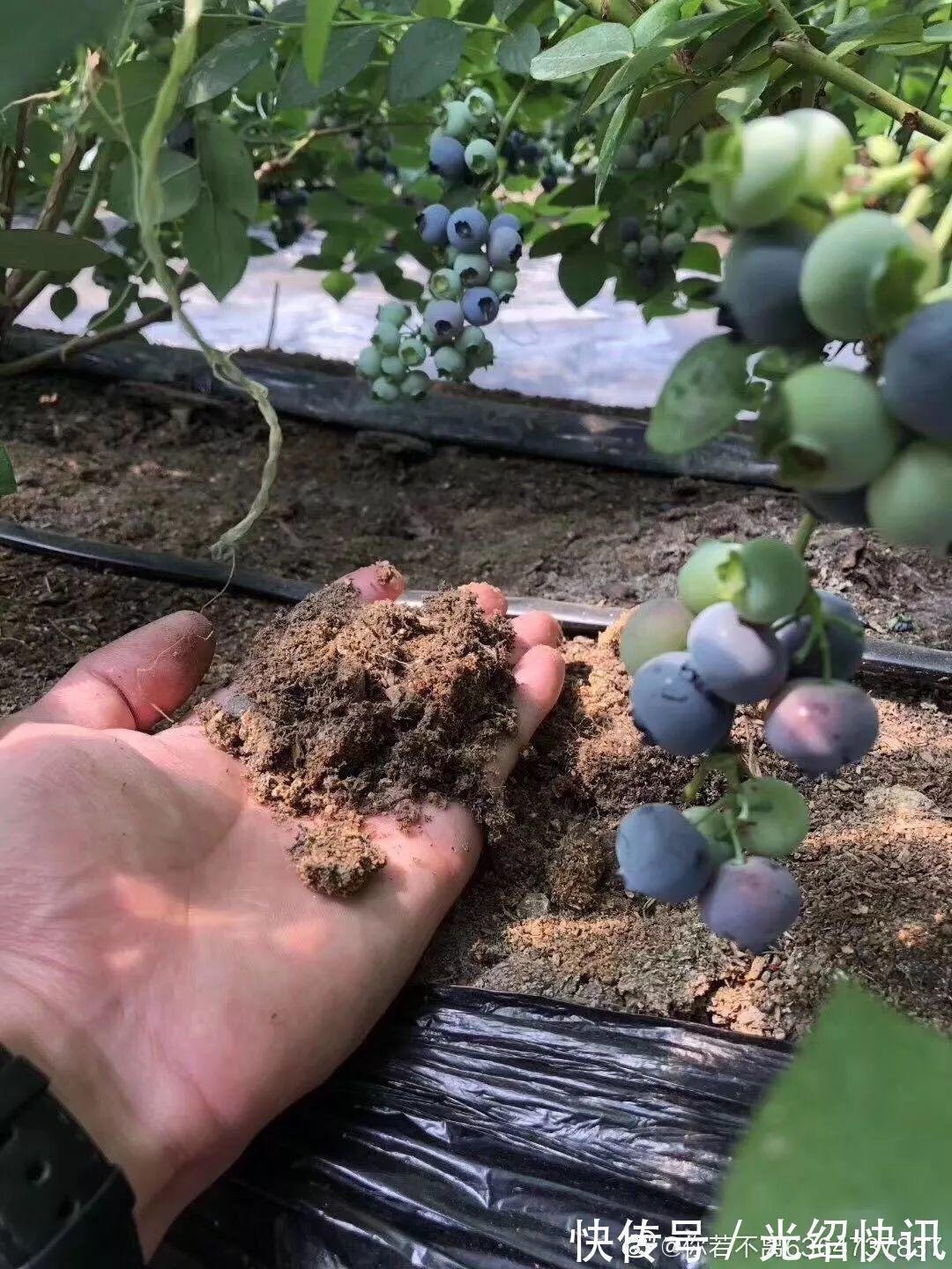 大粗杆插土里,7天生根,当年结果压弯枝,不用买水果了!