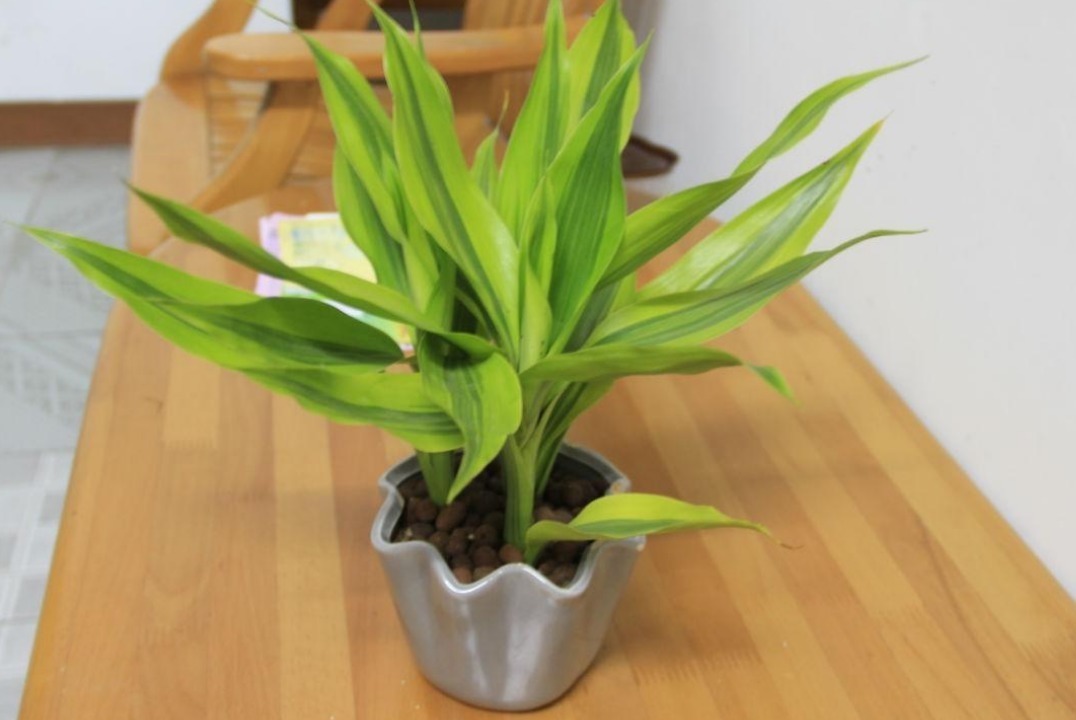 竹子|家庭养花选几种,记住摆对位置,对花好更好看