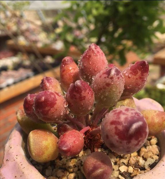 浇花|一毛钱的小东西，碾碎了浇花长势壮，扦插生根快，开花一倍