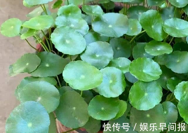 4种“懒人花”,浇点水就疯长,枝壮花多空气好,不会养花就养它