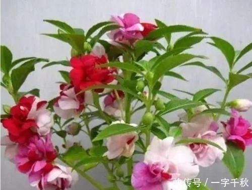 开花最香的4种花，家里养一盆，花姿妖娆，四季繁花似锦，美