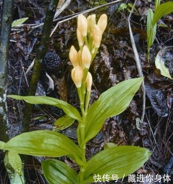 我国特有的单种属珍稀濒危兰花——金佛山兰