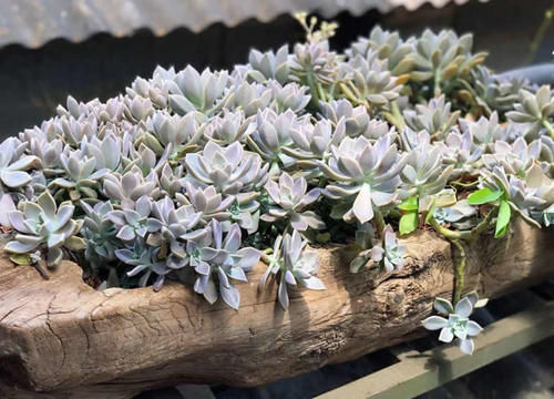 都在养“多肉”?那你见过养了15年的“胧月”,是什么样吗?