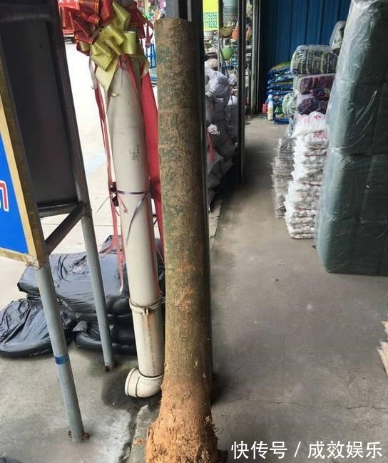 盆栽养花发财树这样养,再也不烂根,开花结果黑油亮