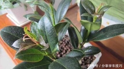 养花盆里加点“它”，橡皮树的小芽、新叶“层出不穷”，长势喜人！