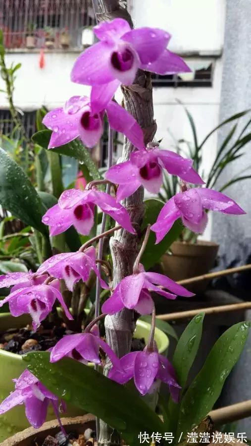 还在养绿萝家里养盆“香香花”，好看好闻，清香四溢精神好！