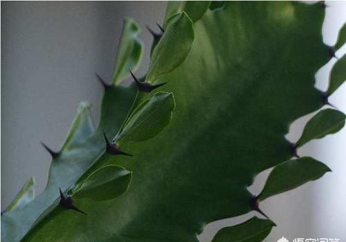 龙骨怎么扦插？