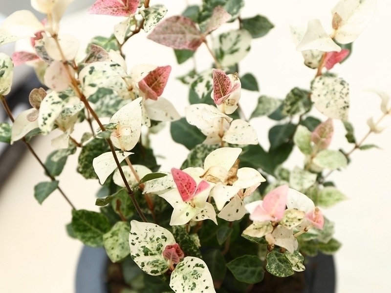 跑断腿买不到的6种盆栽长得特别快，清新空气还驱蚊，最适合夏天