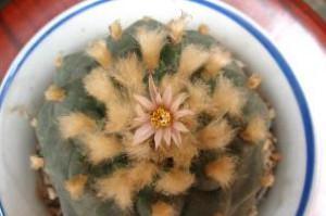 绵毛|8种奇异有趣的仙人掌,见过5种的人就神了