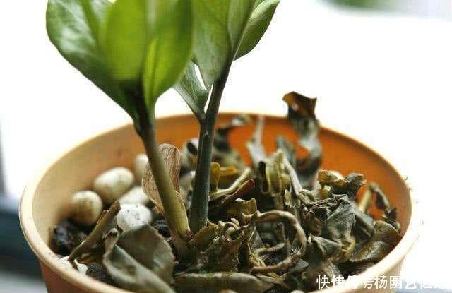 茶叶渣直接倒了真可惜,不如这样处理,当成养花肥促进开花