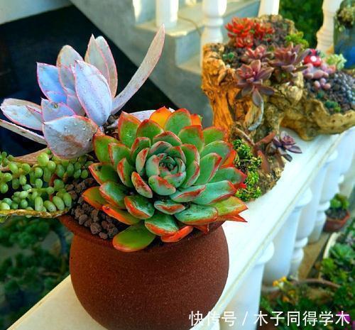 花友|3种花盆，再好看也不要用来养多肉，容易烂根化水！