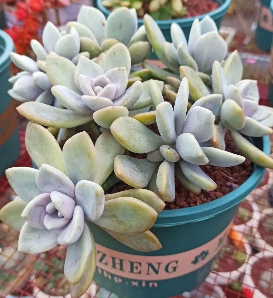 拼盘|多肉养在大盆里,就是豪横霸气,棵棵大得像白菜