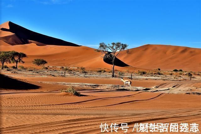 百年孤独&《百年孤独》家族第一个人被捆在树上，最后一个人正被蚂蚁吃掉