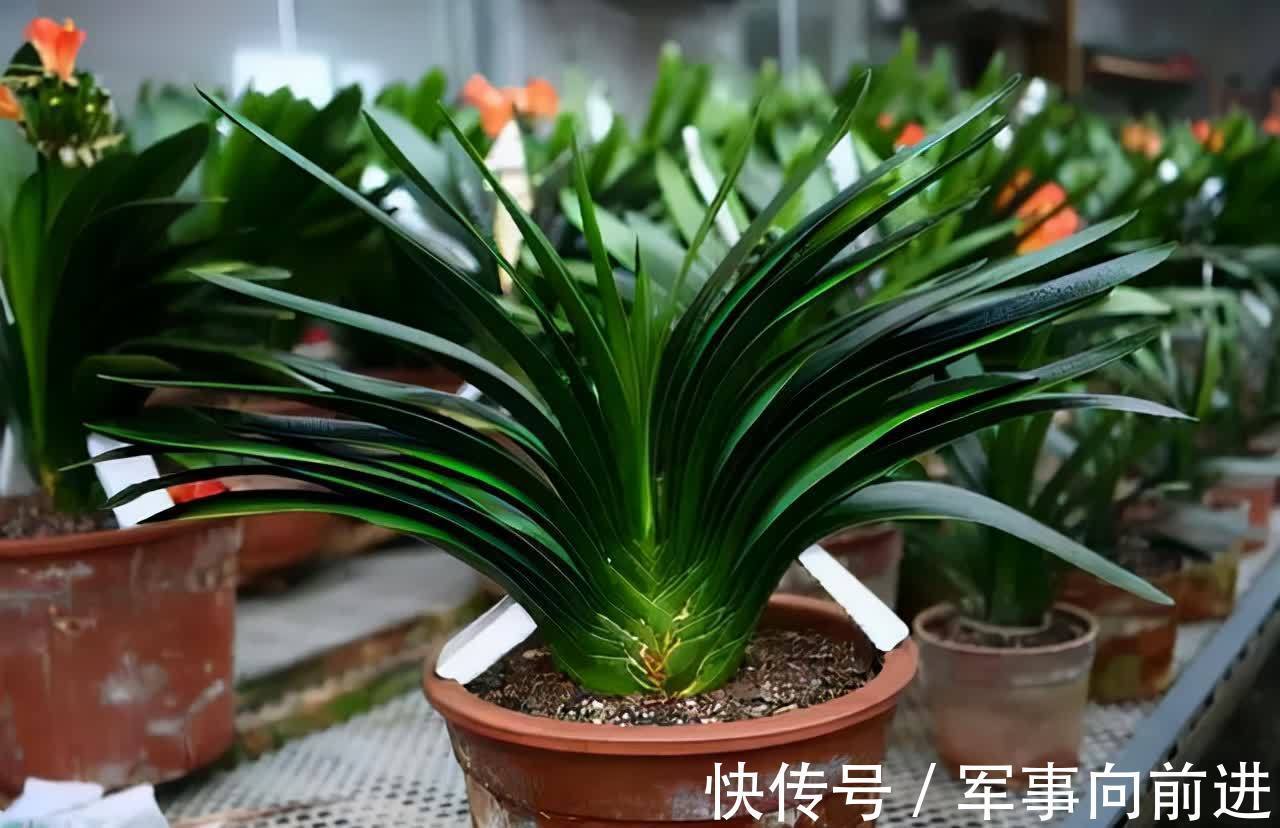 成龄|君子兰冬天要“富养”,2个基础,四个关键,做好就能开大花