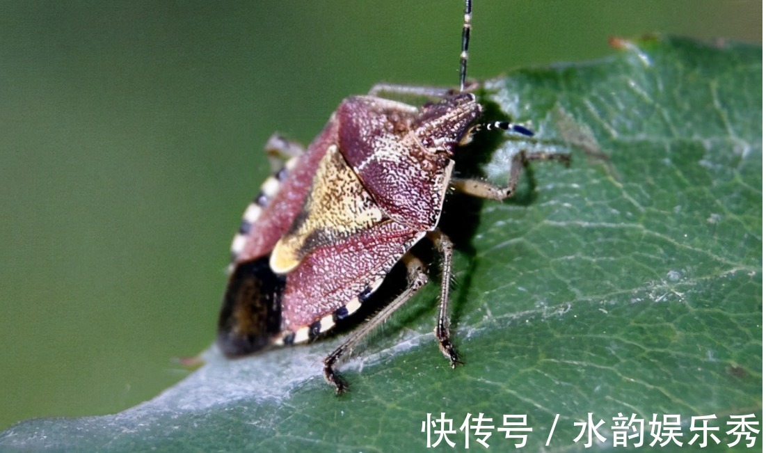 虫子|会放臭屁的臭妮子，营养价值堪比鹿茸，现在卖1000元一斤