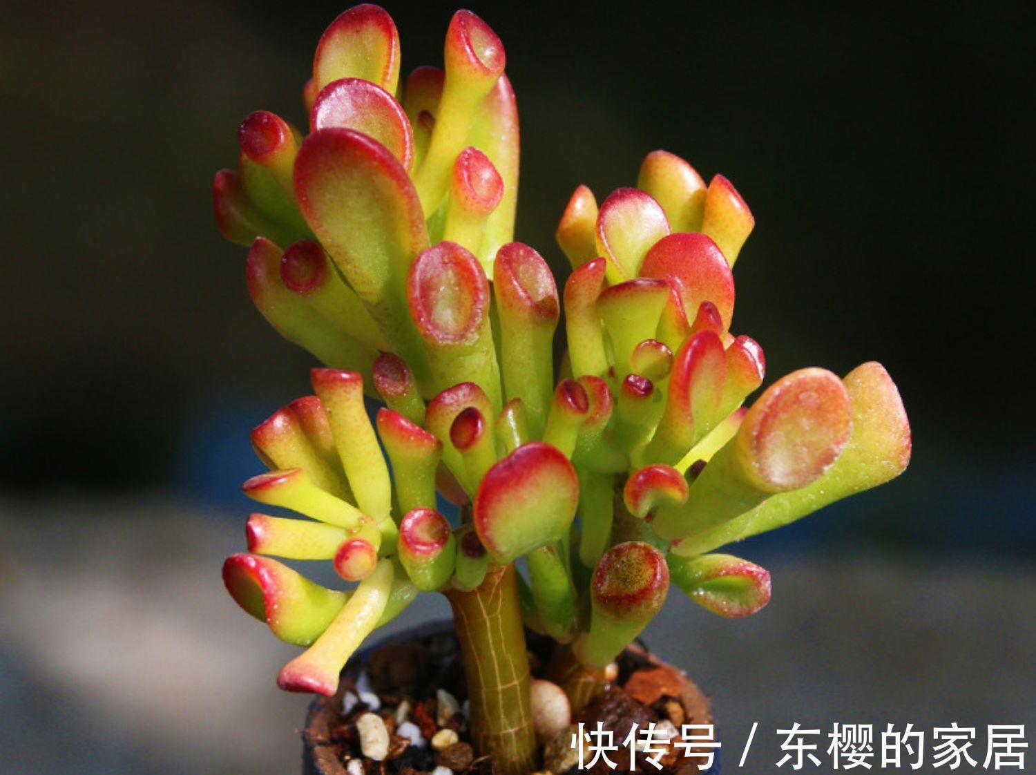 吸财树休眠过后,做好四点,养出好状态也不难