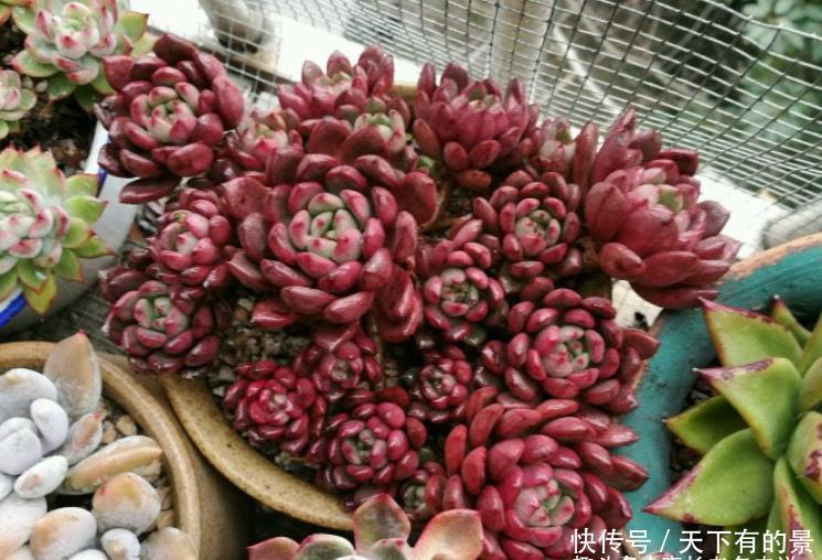 肉友|红宝石一直长花箭是咋回事?甭理它,它就是多肉植物中的“骡子”