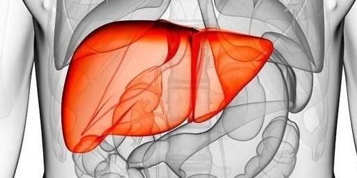 养肝|它是天然“护肝王”，常吃去火养肝，促进消化还清除肝脏垃圾