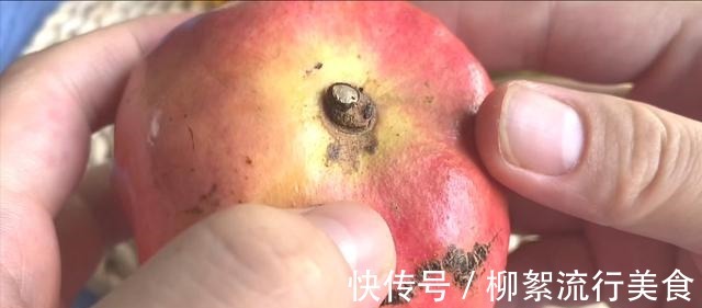 石榴甜|石榴甜不甜,看一眼这里就知道,保证一挑一个准,老果农都用这招!
