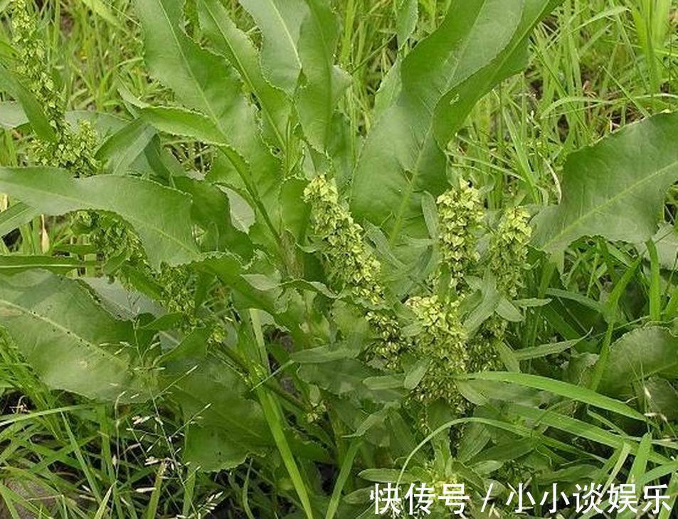 野菜|农村这种野菜叫“金不换”，药用价值非常高，很多人都不知道！