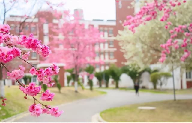 云赏花！一大波高校春景来袭，来看看你的学校→