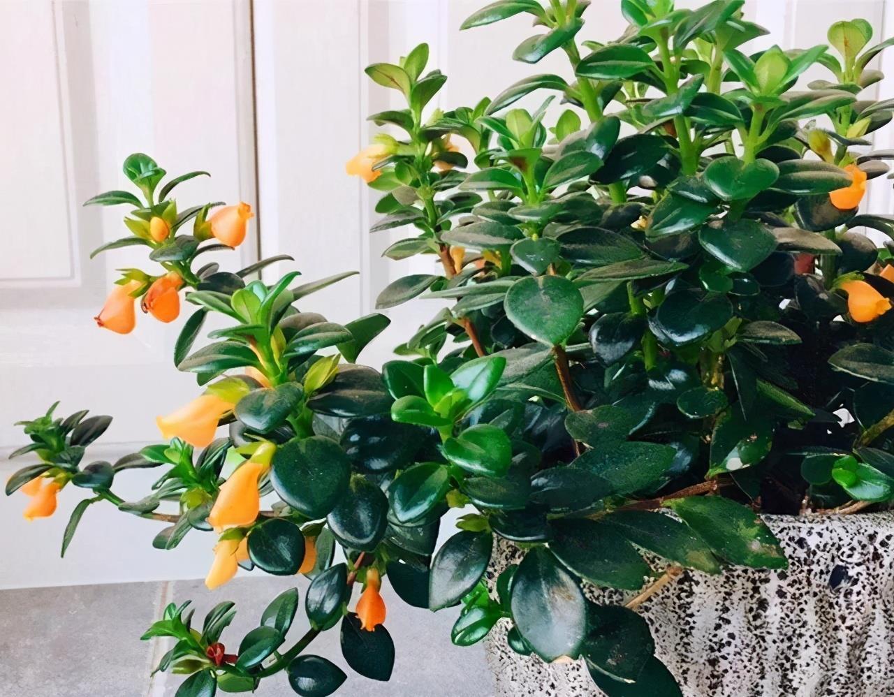 春节“吉利花”,开花金灿灿,小鱼几十条,“年年有鱼”年年好