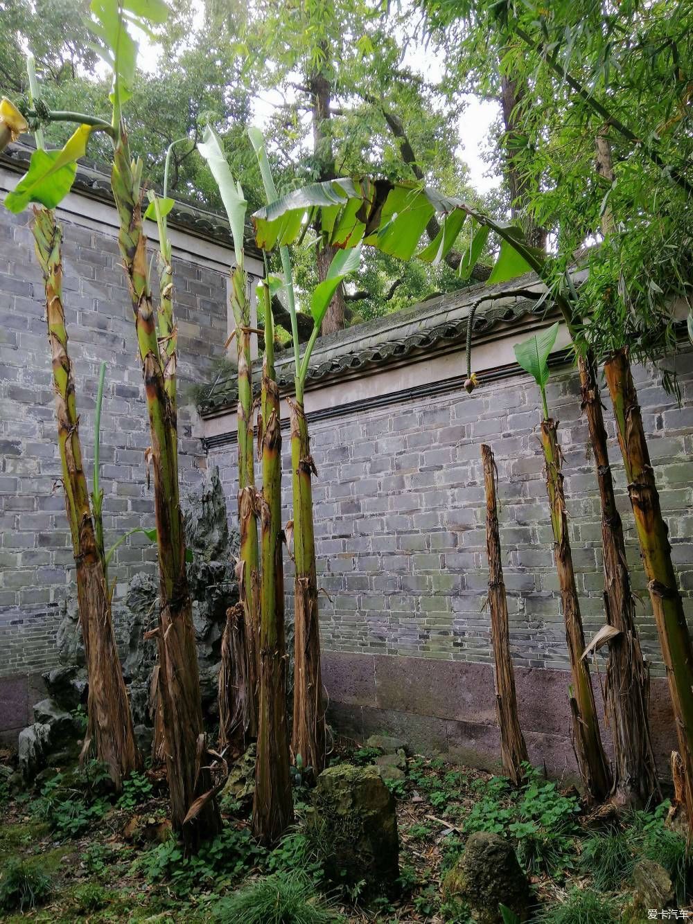 地标|晨游月湖园，误撞童槐家