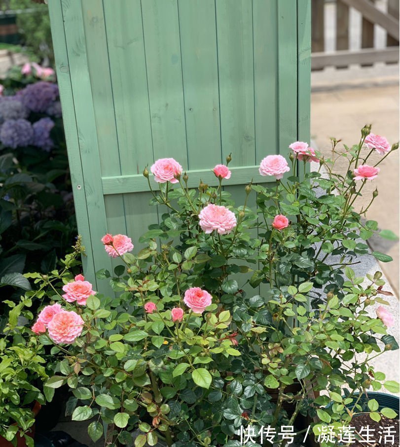 养花浇水,这4个错别犯,否则养啥花都黄叶、烂根,学会一生受用