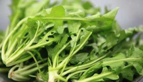 乡村|乡村到处都是宝，3种养生野菜，以前农民当草，现在城里人当宝