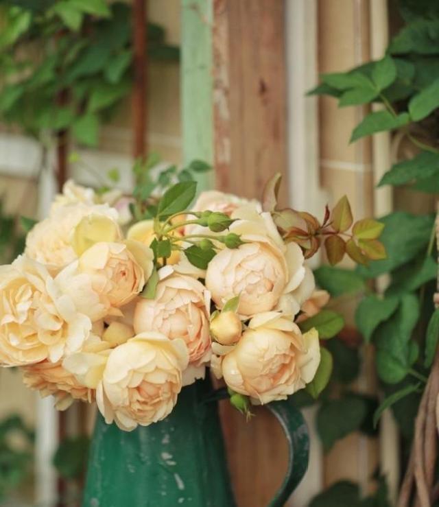 月季修剪藤本月季修剪,灌木月季修剪,微月修剪,这里讲透了