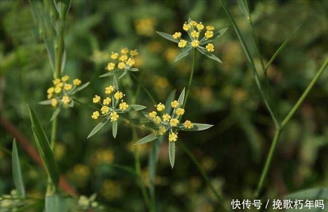 千古调理脾胃第一方7味药，健脾胃，补五脏，全面恢复脾胃功能