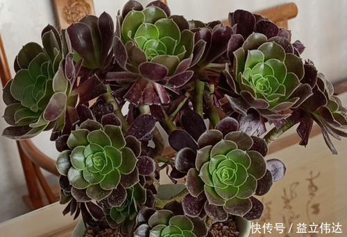 多肉|3种多肉别再室内养，养花大神都避开，你也别再当作宝！